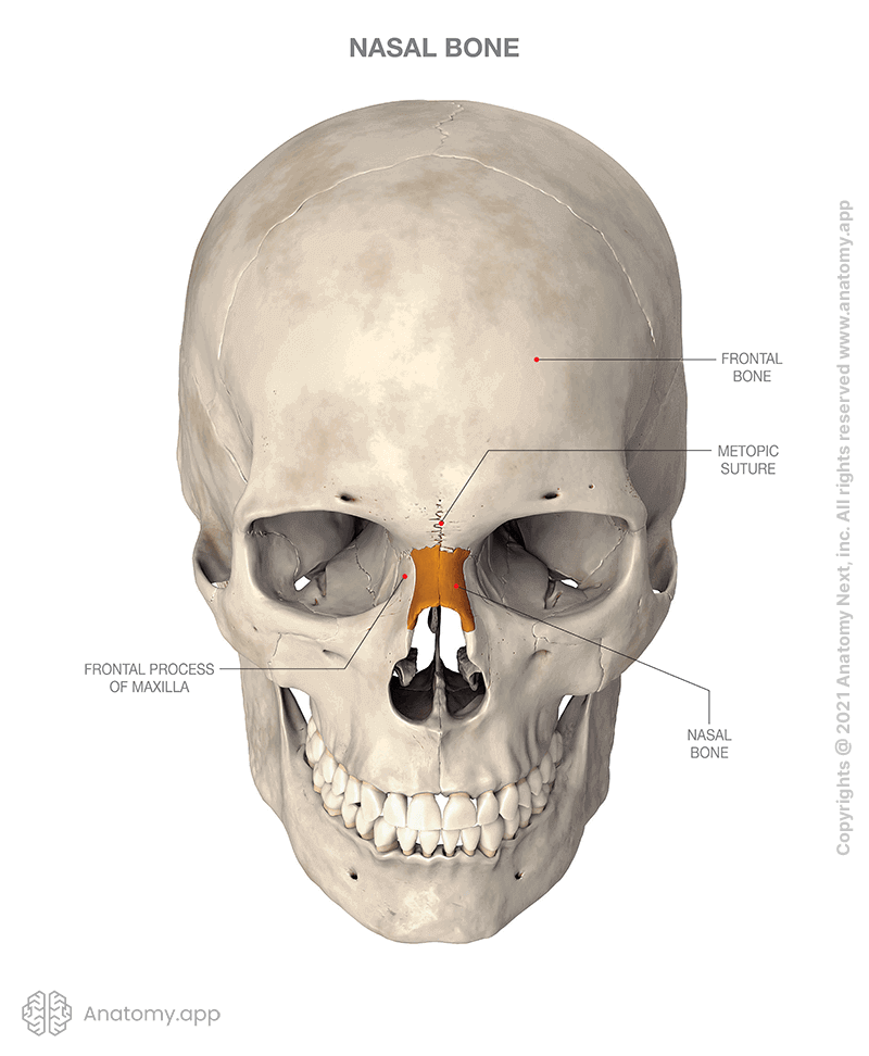 Skull with nasal bones (colored orange)