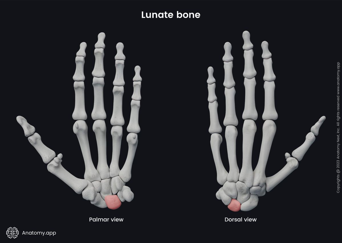 Upper limb, Upper extremity, Skeletal system, Hand bones, Carpals, Carpal bones, Lunate, Human hand, Human skeleton, Bones of hand, Palmar view, Dorsal view