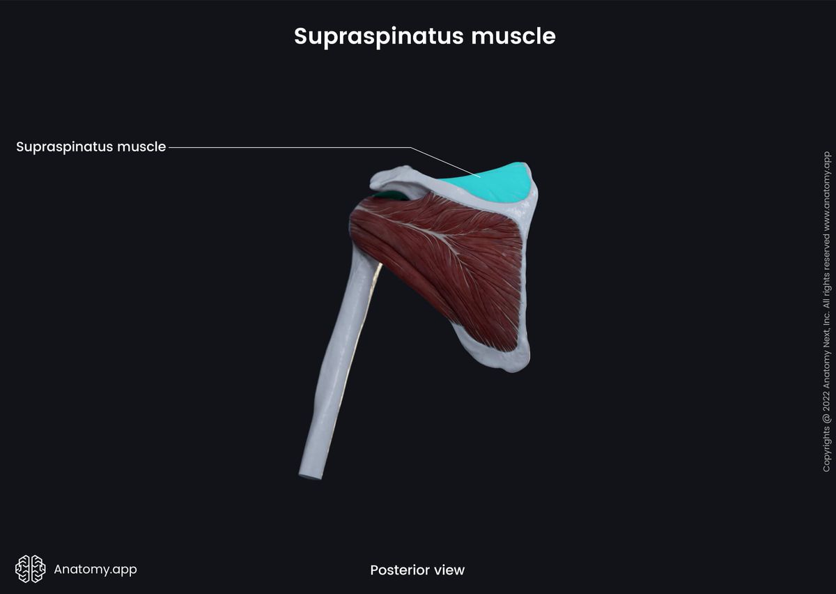 Upper extremity, upper limb, muscular system, rotator cuff, supraspinatus, posterior view