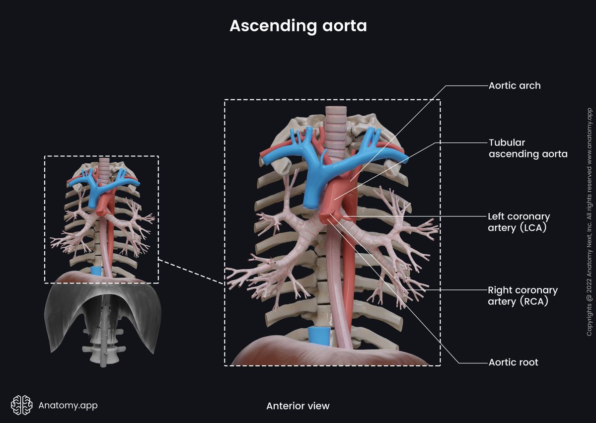 Aorta, Ascending aorta, Parts, Thorax, Branches, RCA, LCA, Anterior view