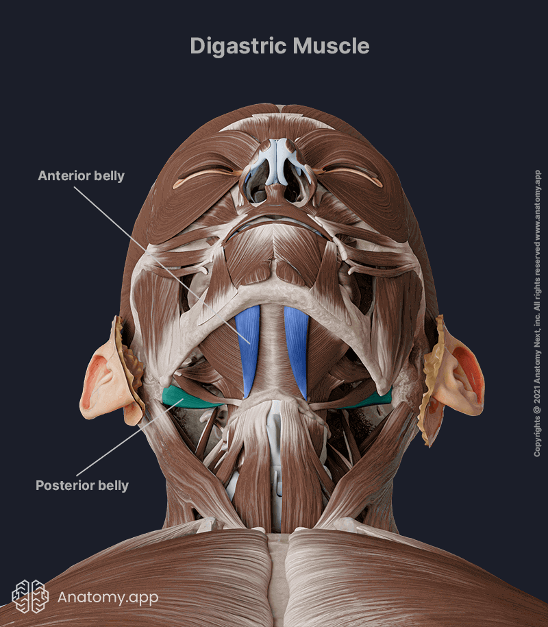 Digastric, Digastric muscle, Anterior belly of digastric, Posterior belly of digastric, Suprahyoid muscles, Anterior neck muscles, Neck muscles, Anterior belly of digastric colored blue, Posterior belly of digastric colored green