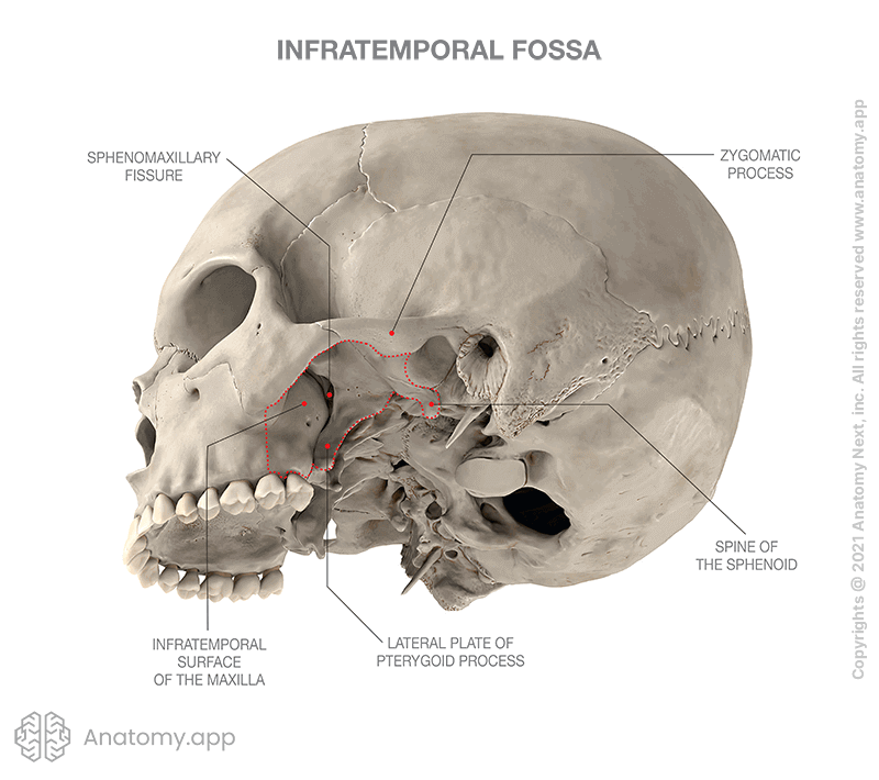 Skull, infratemporal fossa with borders marked in red