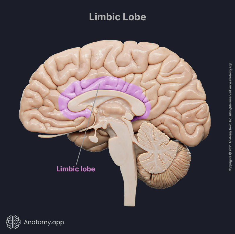 Limbic lobe, lobe of brain, brain anatomy, cerebrum, 