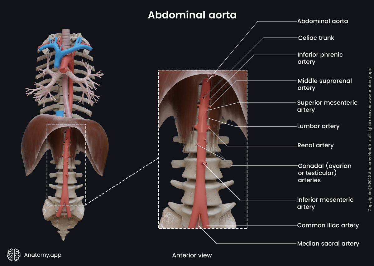 Aorta, Abdominal aorta, Branches, Anterior view, Inferior phrenic arteries, Middle suprarenal arteries, Celiac trunk, Superior mesenteric artery, Lumbar arteries, Renal arteries, Gonadal arteries, Inferior mesenteric artery, Common iliac arteries, Median sacral artery 