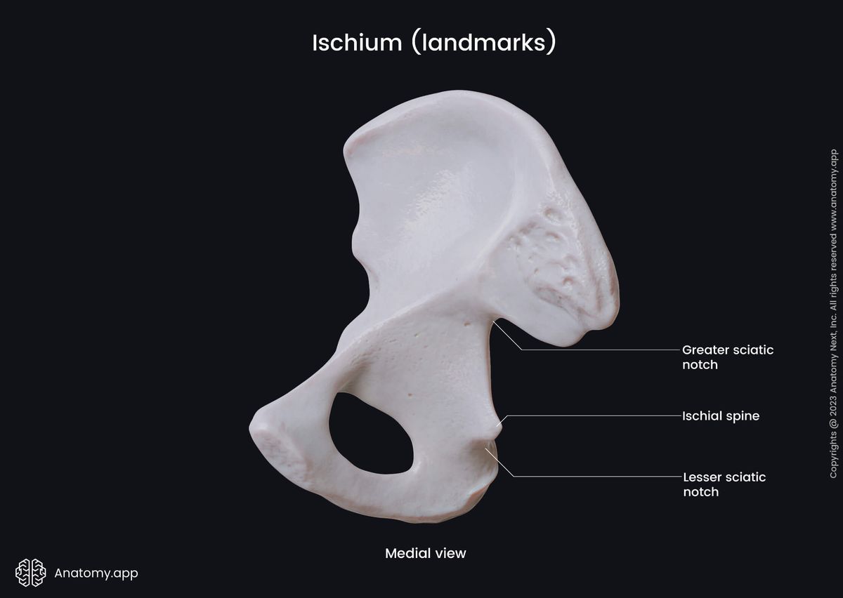 Hip bone, Pelvic girdle, Ischium, Landmarks of ischium, Medial view, Human skeleton