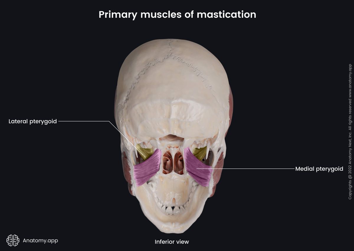 Primary muscles of mastication, Medial pterygoid, Lateral pterygoid, Human skull, Inferior view