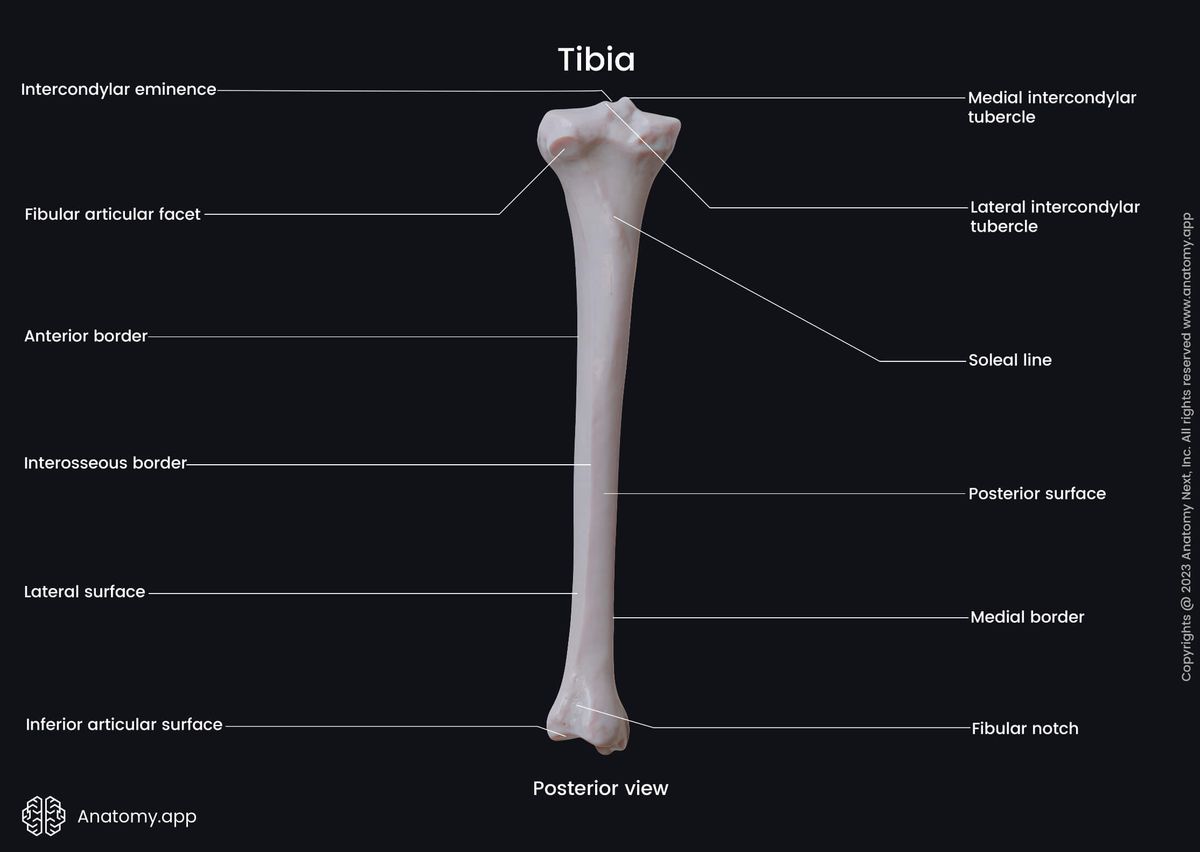 Skeleton of lower limb, Bones of lower extremity, Human skeleton, Tibia, Shinbone, Landmarks, Anatomical features, Leg, Leg bones, Posterior view