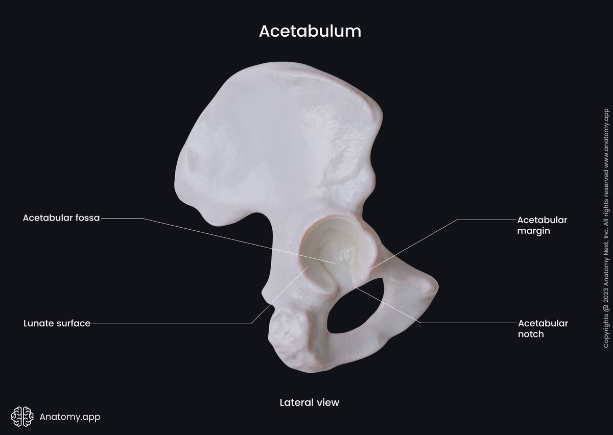 Pelvis, Hip bone, Ischium, Ilium, Pubis, Lateral view, Acetabulum, Acetabular complex