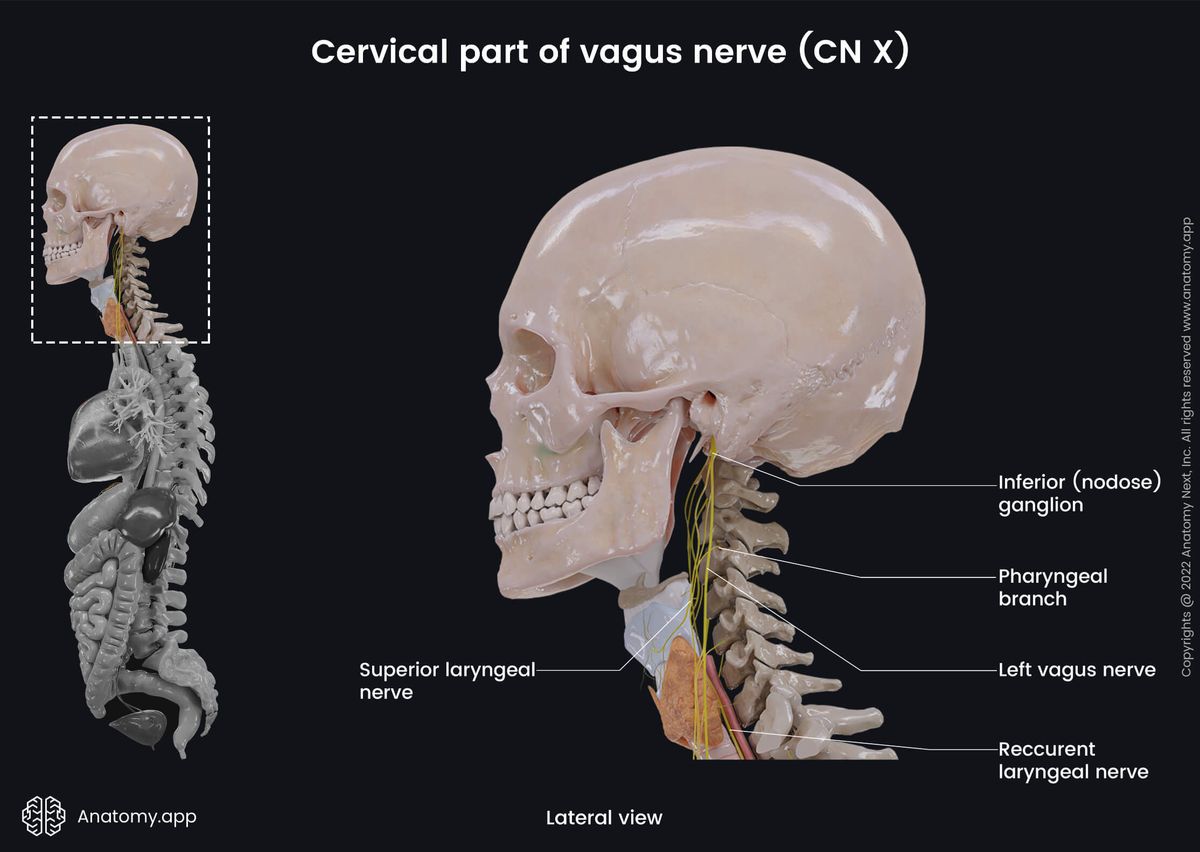 Nervous system, Cranial nerves, Tenth cranial nerve, CN X, Vagus nerve, Cervical part, Lateral view