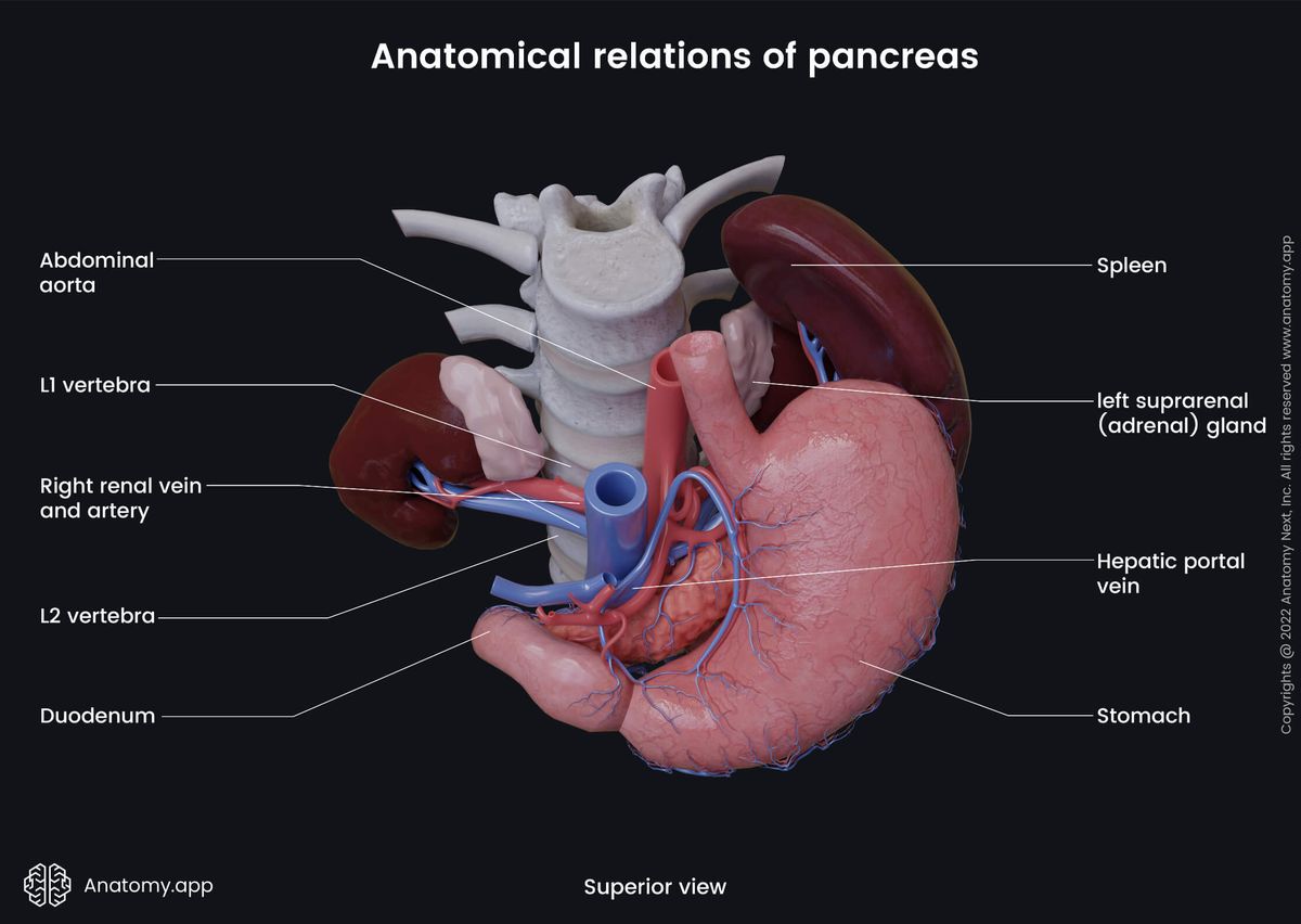 Abdomen, Digestive system, Gastrointestinal tract, Pancreas, Relations, Stomach, Duodenum, Spleen, Kidneys, Superior view