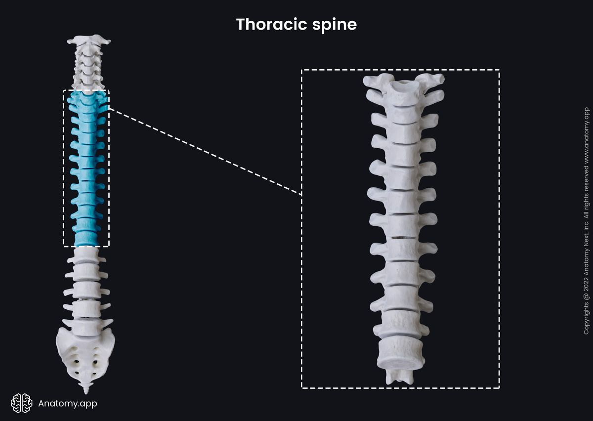 Thoracic vertebrae, Encyclopedia