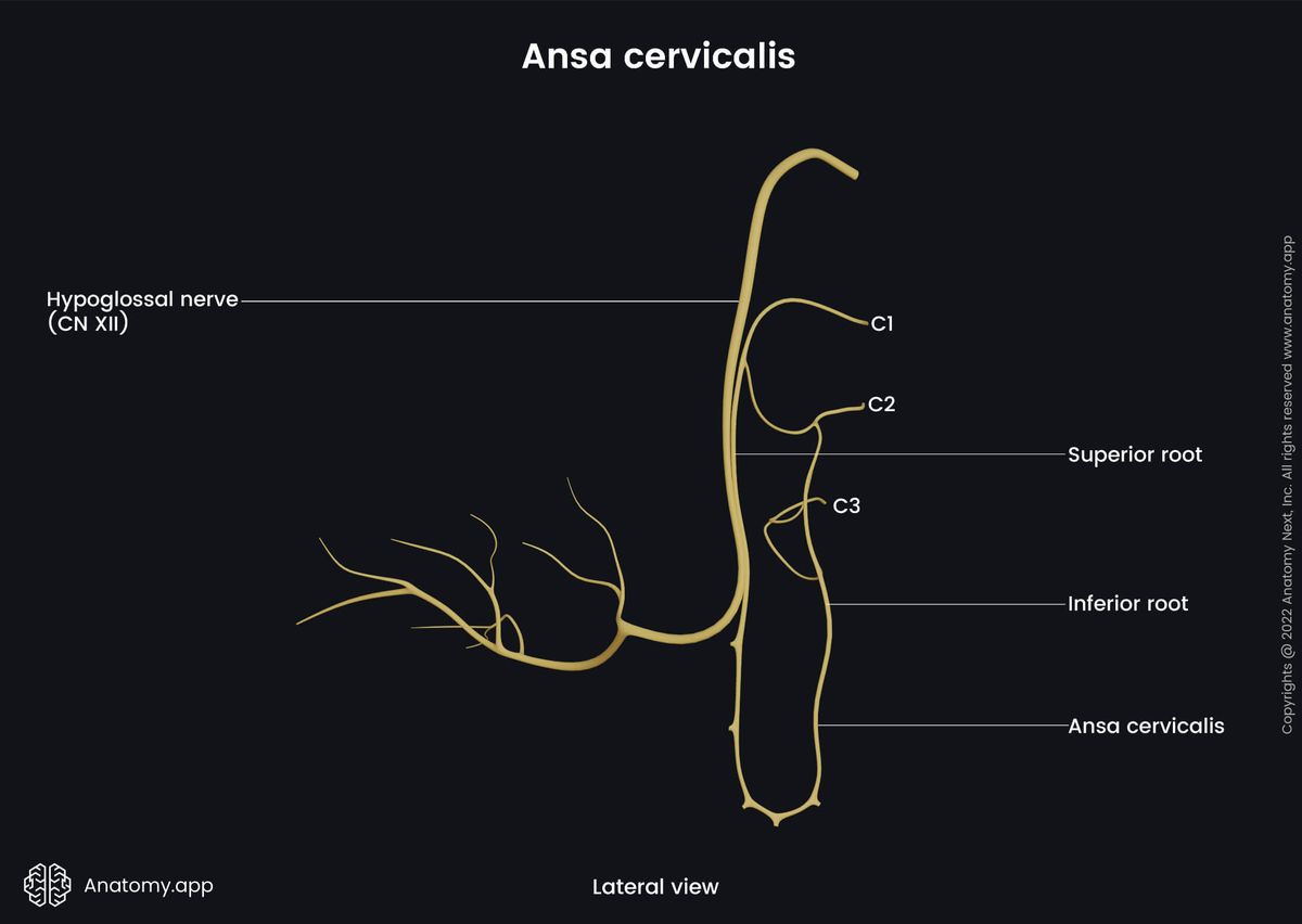 Head and neck, Nervous system, Cranial nerves, Hypoglossal nerve, CN XII, Ansa cervicalis, Superior root, Inferior root, Lateral view