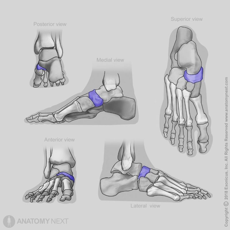 Navicular bone, Tarsal bone, Human foot, Bones of foot, Skeleton of lower limb