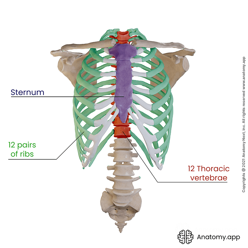 Thoracic cage (rib cage), sternum, ribs, thoracic vertebrae
