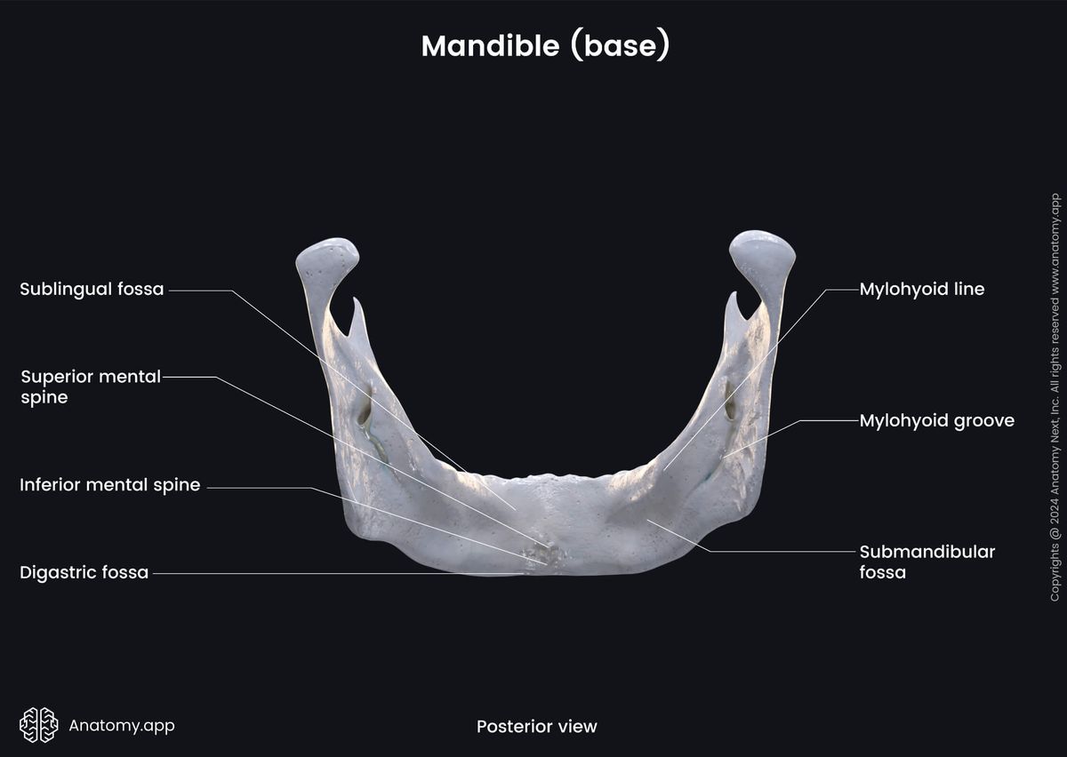 Head and neck, Skull, Viscerocranium, Facial skeleton, Mandible, Lower jaw, Body of mandible, Base of mandible, Landmarks of mandible, Posterior view
