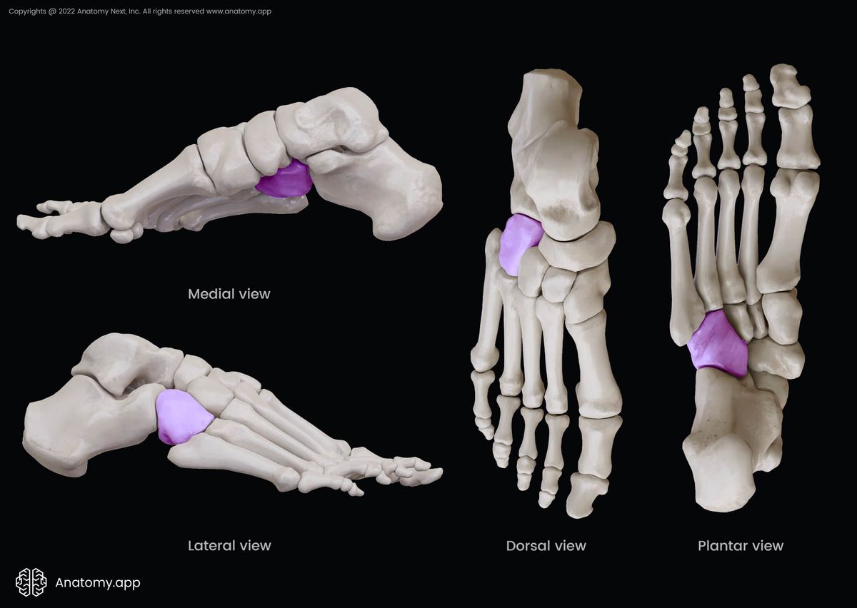 Cuboid bone, Medial view of cuboid, Dorsal view of cuboid, Plantar view of cuboid, Lateral view of cuboid, Tarsal bones, Human foot, Bones of foot, Skeleton of lower limb