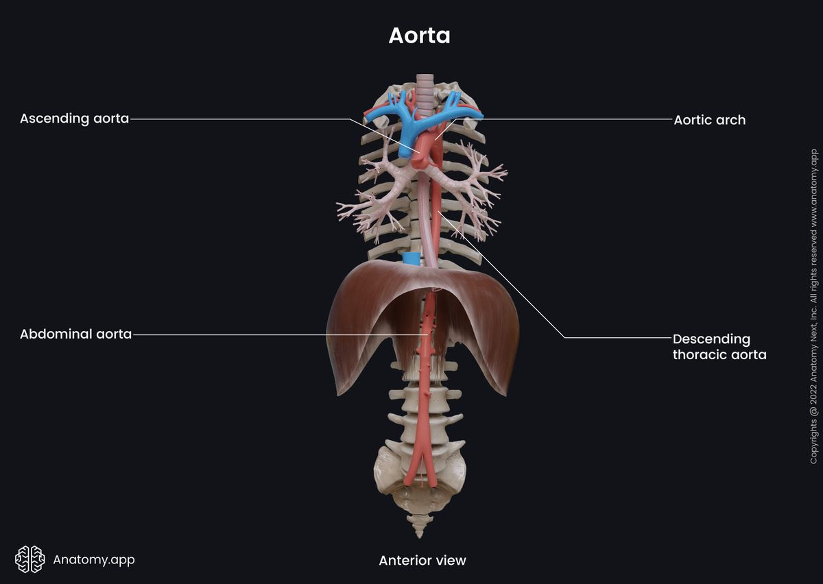 Aorta, Parts, Ascending aorta, Aortic arch, Descending thoracic aorta, Abdominal aorta, Thorax, Abdominal cavity, Anterior view