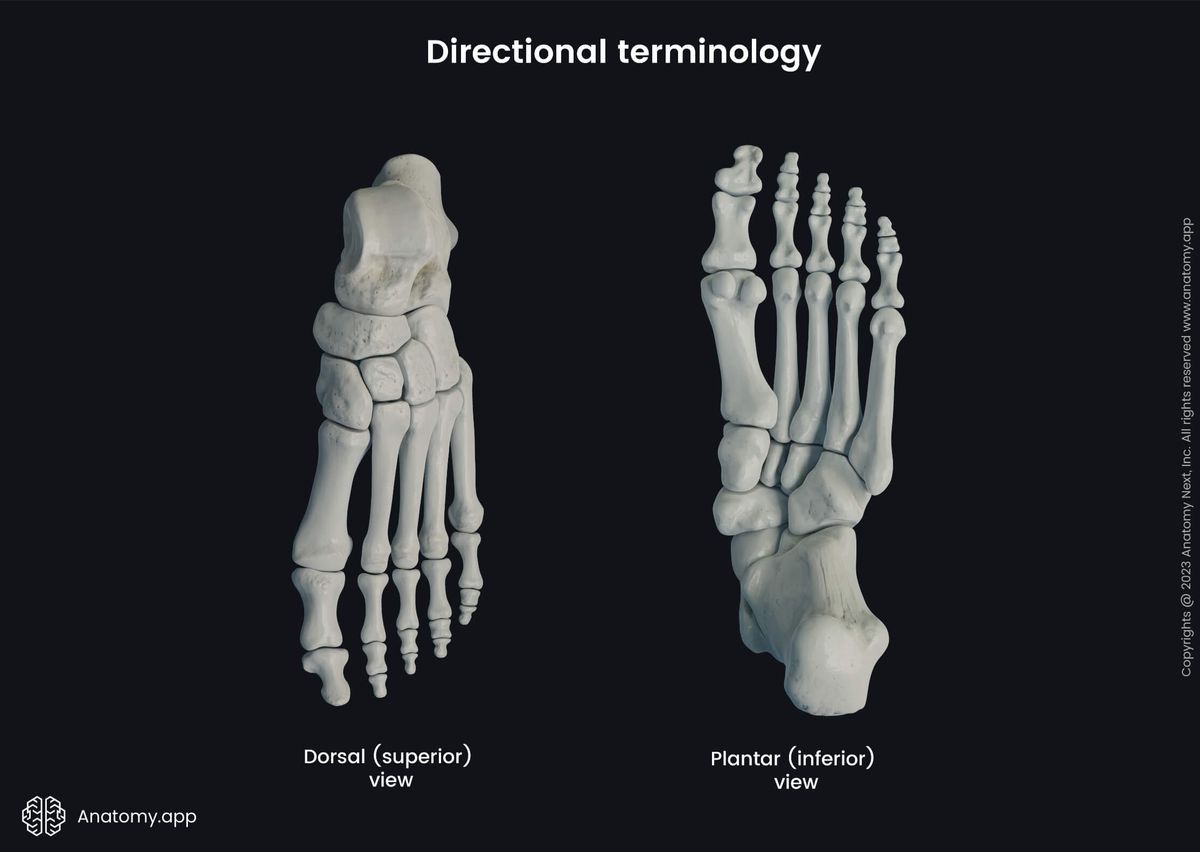 Anatomical terminology, Human skeleton, Human foot, Foot bones, Plantar view, Dorsal view