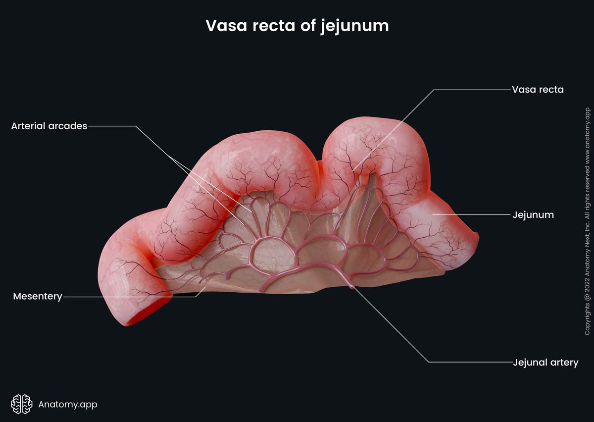 Jejunum, Vasa recta, Arterial arcades, Mesentery, Jejunal artery, Small intestine