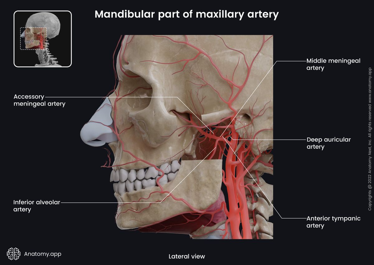 Maxillary artery and its branches, Mandibular part, External carotid artery and its branches, Human head, Skull, Face, Lateral view