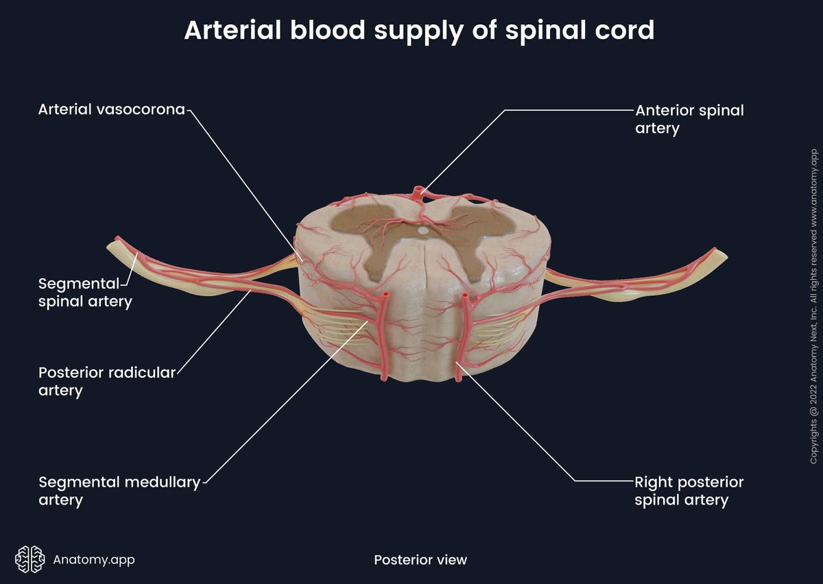 Spinal cord, Cross-section, Arterial blood supply of spinal cord, Arteries of spinal cord, Posterior view, Dorsal view, Spinal nerves, Spinal roots, Gray matter, White matter, Segmental arteries, Longitudinal arteries, Extramedullary arteries, Intramedullary arteries