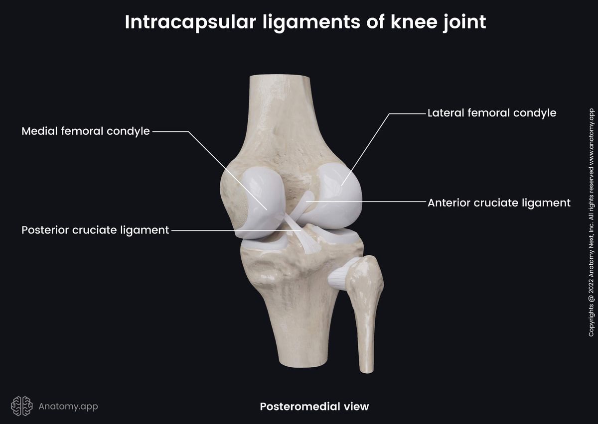 Knee joint, Intracapsular ligaments, Tibia, Fibula, Femur, Posteromedial view