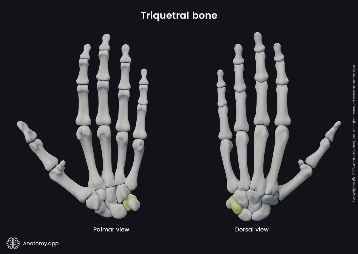 Upper limb, Upper extremity, Skeletal system, Hand bones, Carpals, Carpal bones, Triquetral, Human hand, Human skeleton, Bones of hand, Palmar view, Dorsal view