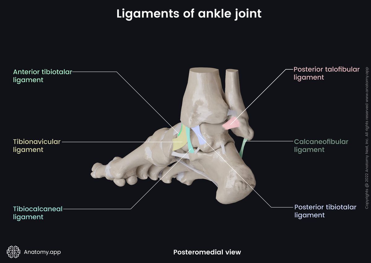 Ankle joint, Bones of leg, Tibia, Fibula, Tarsals, Talus, Ligaments, Human foot, Foot skeleton, Foot bones, Posteromedial view