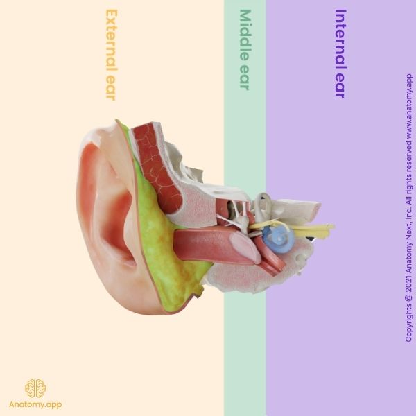 Parts of the human ear: external ear, middle ear, internal ear