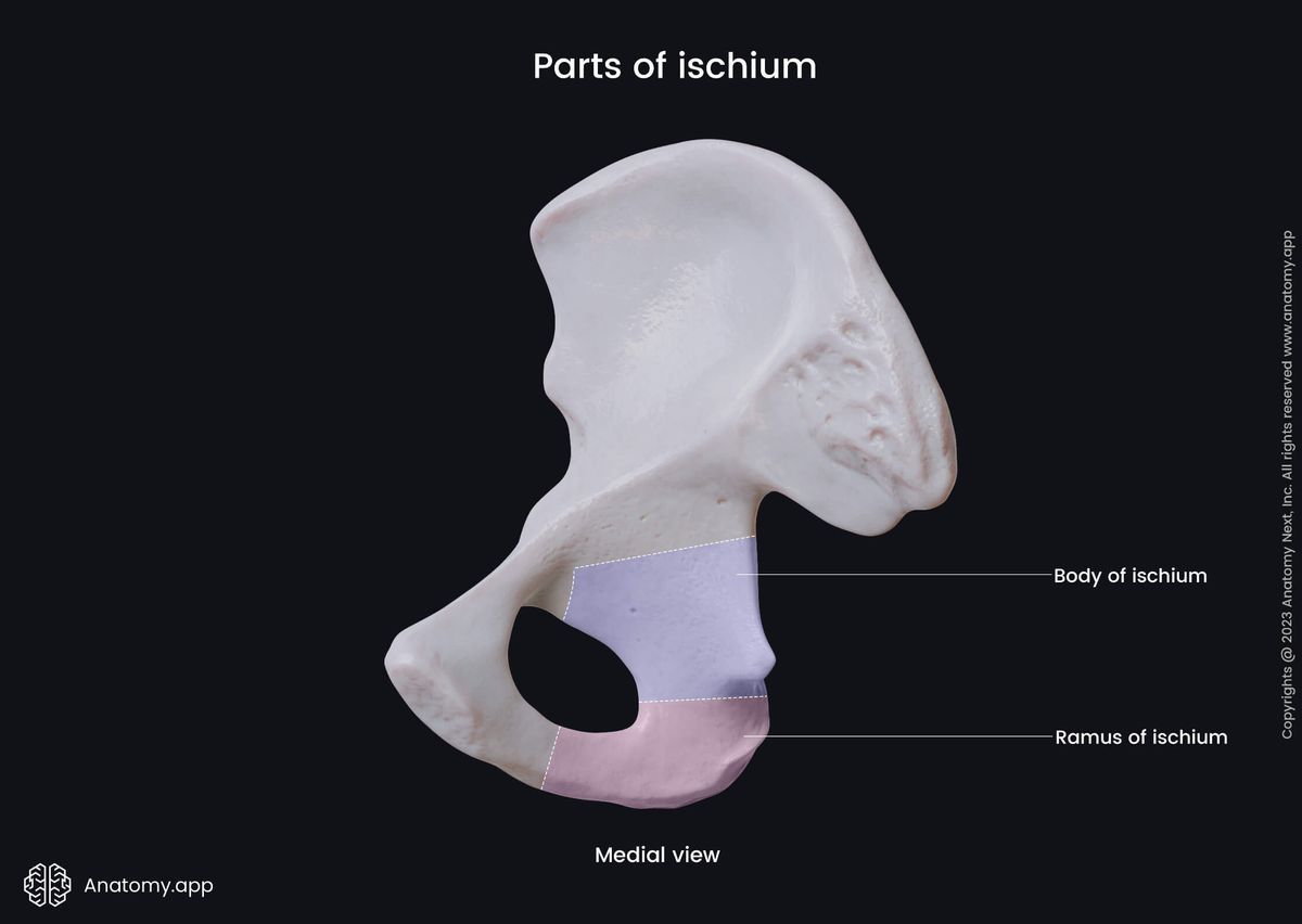 Hip bone, Pelvic girdle, Ischium, Parts of ischium, Medial view, Human skeleton