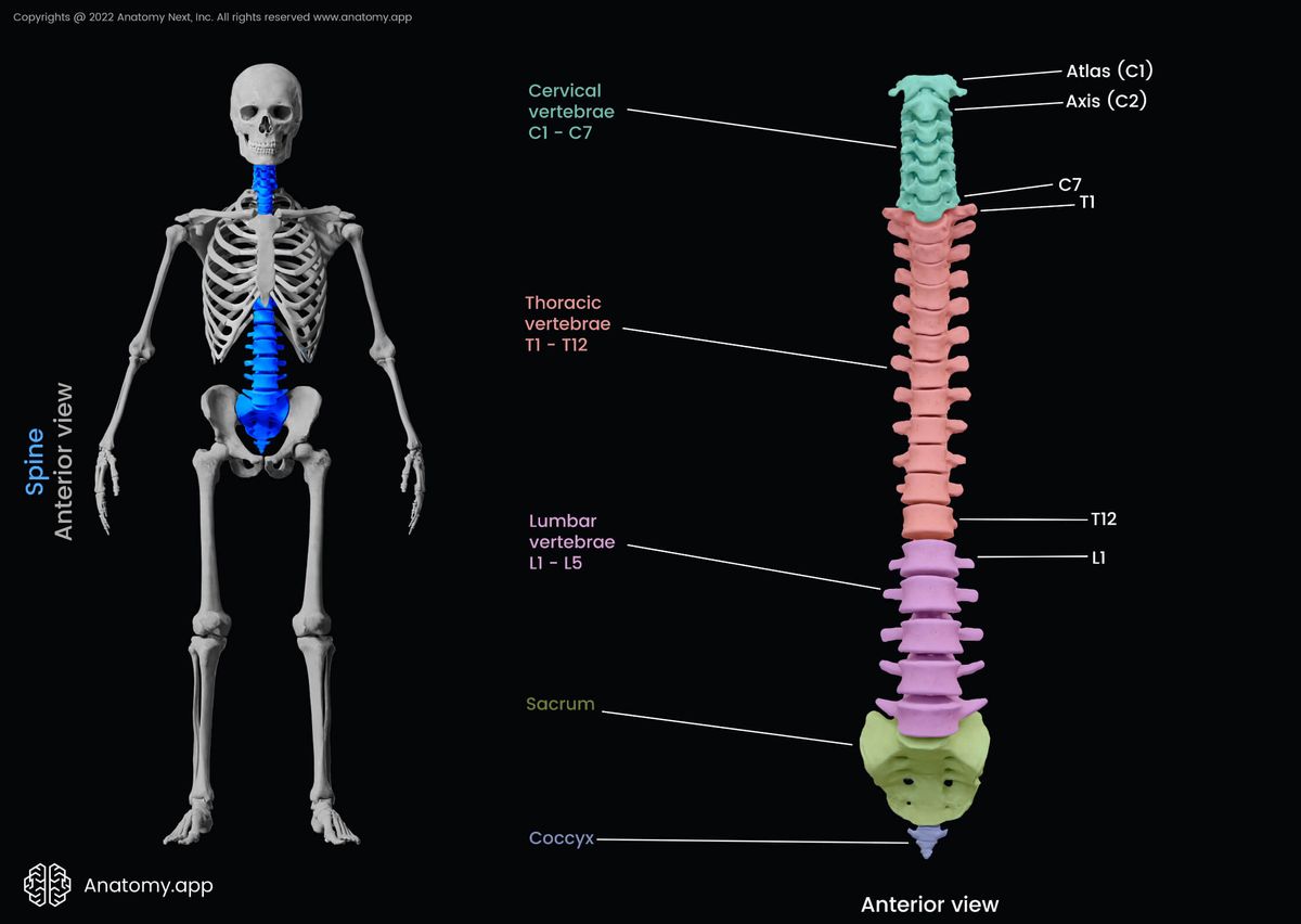 Spine, Vertebral column, Parts of spine, Cervical spine, Atlas, Axis, Thoracic spine, Lumbar spine, Sacrum, Coccyx, Vertebrae, Cervical vertebrae, Thoracic vertebrae, Lumbar vertebrae, Skeleton of trunk, Anterior view, Human skeleton