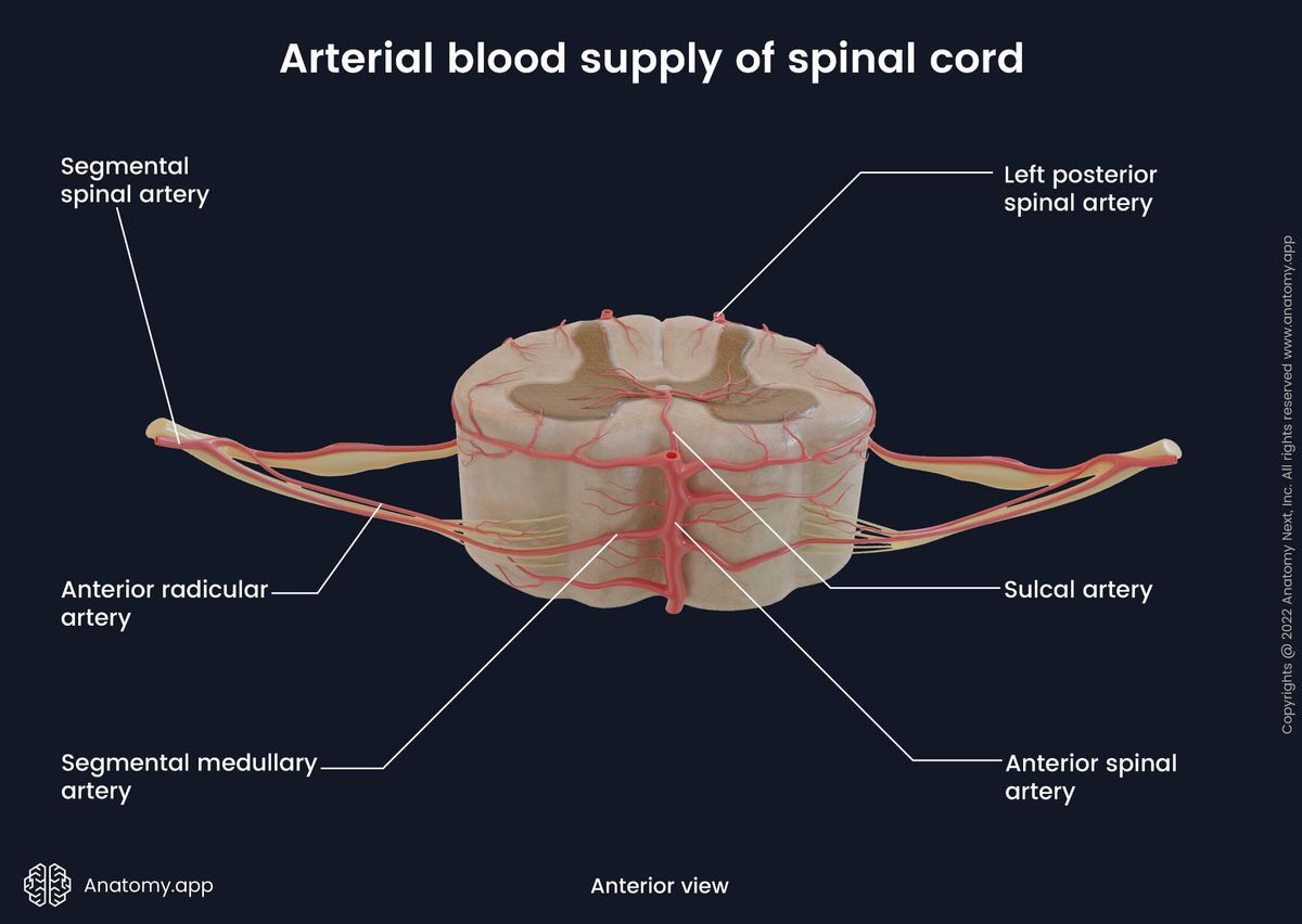 Spinal cord, Cross-section, Arterial blood supply of spinal cord, Arteries of spinal cord, Anterior view, Ventral view, Spinal nerves, Spinal roots, Gray matter, White matter, Segmental arteries, Longitudinal arteries, Extramedullary arteries, Intramedullary arteries