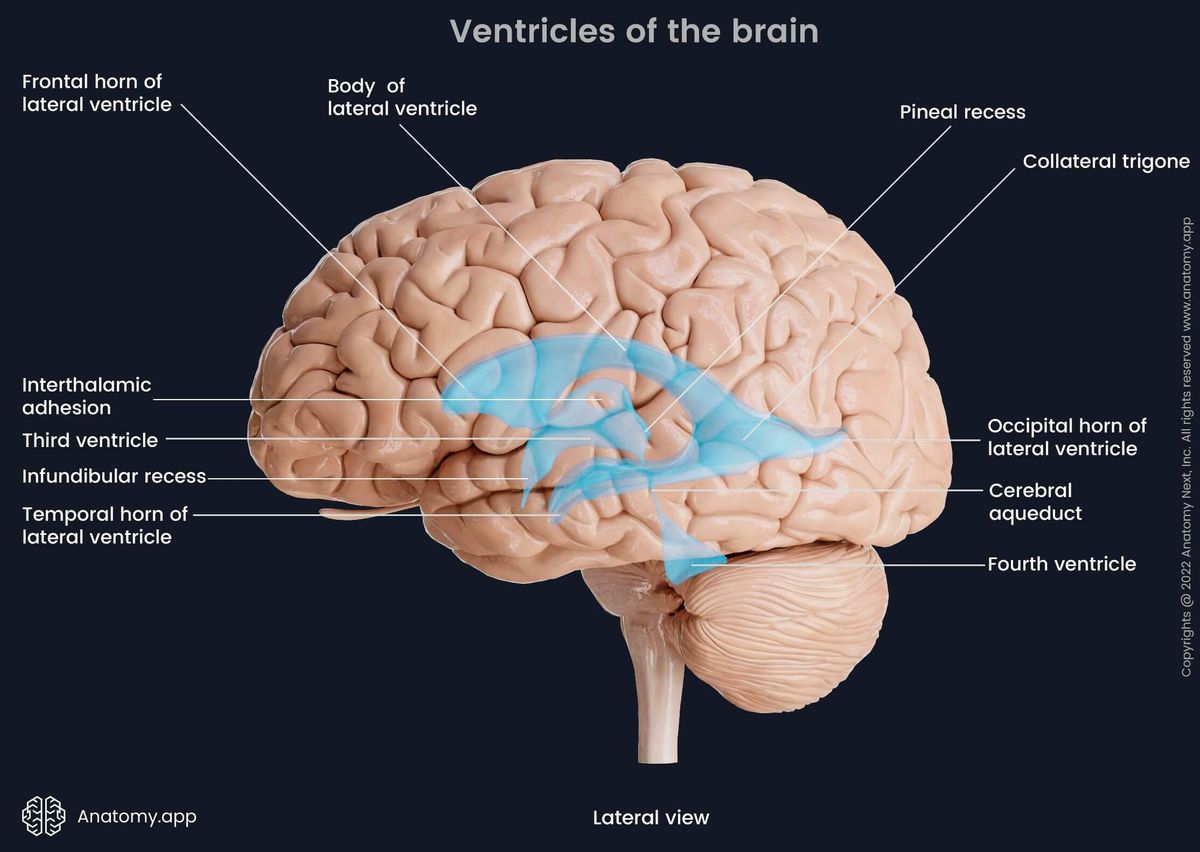 Lateral view of transparent brain with ventricles of the brain visible