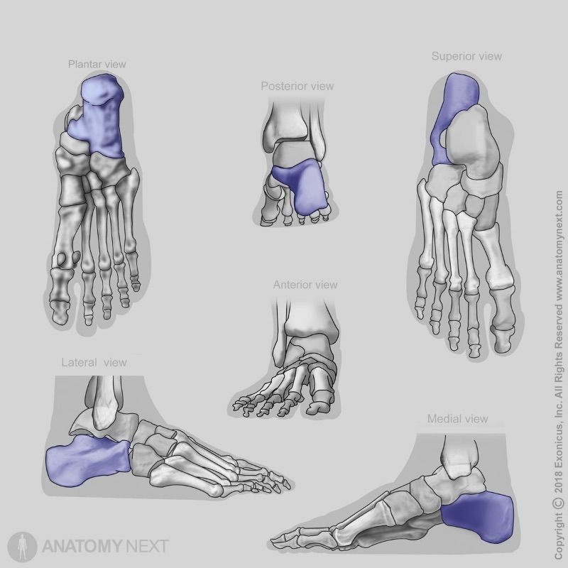 Calcaneus, Tarsal bones, Human foot, Bones of foot, Skeleton of lower limb