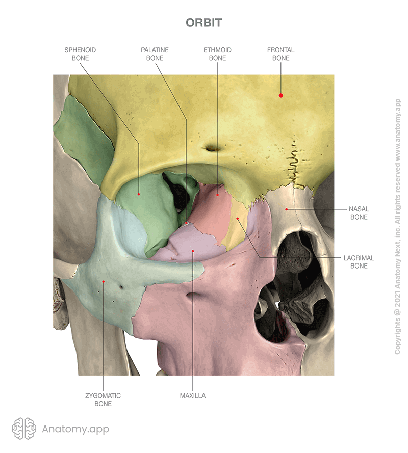 Bones forming orbit (colored), anterior aspect of skull