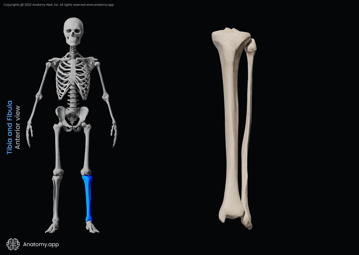 Tibia, Fibula, Shinbone, Calf bone, Bones of leg, Skeleton of lower limb, Leg bones, Human skeleton, Anterior view of fibula and tibia