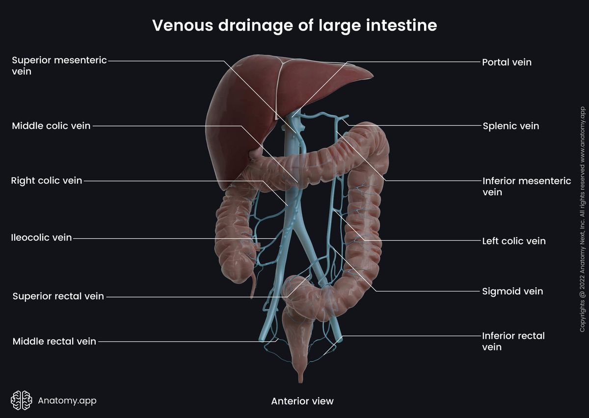 Large intestine and its venous drainage, Hepatic portal system, Systemic circulation, Abdominal veins, Anterior view, Liver, Inferior mesenteric vein, Superior mesenteric vein, Iliac veins