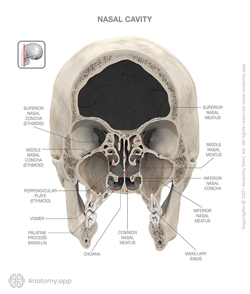 Inside of the skull, frontal view, nasal cavity, nasal conchae and meatuses