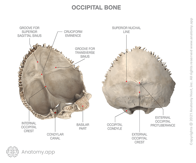 Occipital bone, anatomical landmarks, internal and external surfaces