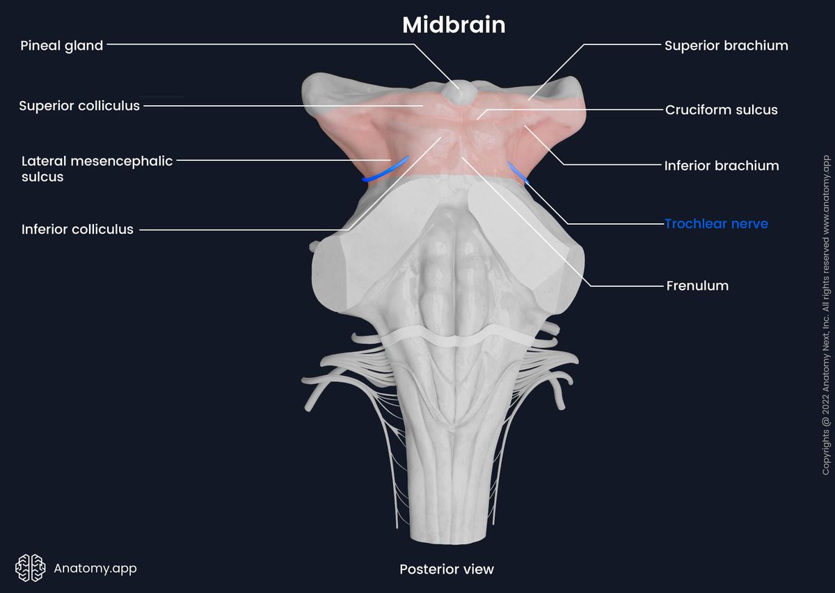 Midbrain, Dorsal surface of midbrain, External landmarks of midbrain, Cranial nerve exits of midbrain, Brainstem