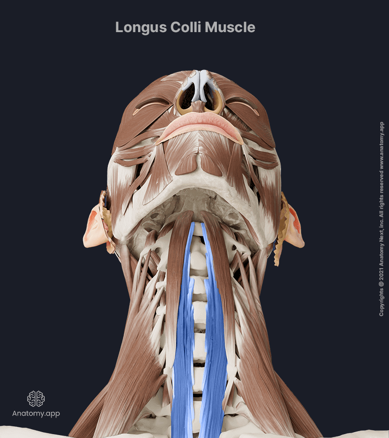 Longus colli, Longus colli muscle, Prevertebral muscles, Anterior neck muscles, Deep cervical muscles, Head and neck muscles, Anterior view, Longus colli muscle colored blue