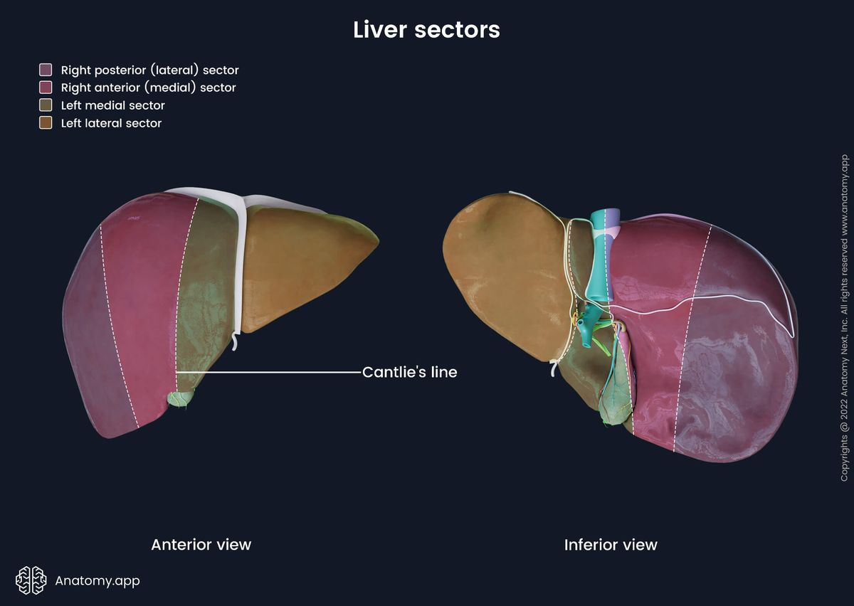 Liver, Liver sectors, Right posterior sector, Right anterior sector, Left medial sector, Left lateral sector, Functional lobes of liver, Left functional lobe of liver, Right functional lobe of liver, Human liver, Abdominal organs, Accessory organ of digestive tract, Accessory organ