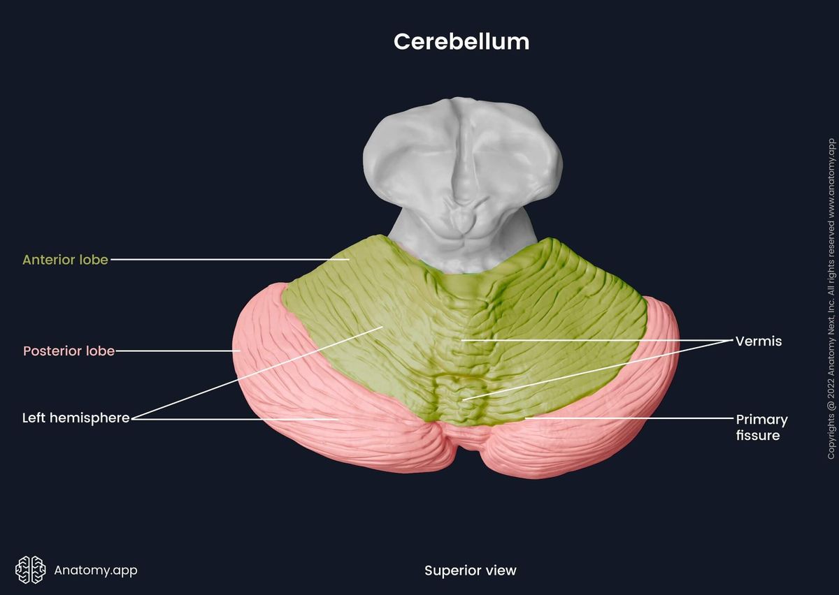 Superior aspect of the cerebellum