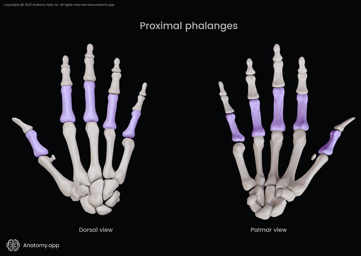 Phalanges of hand, Phalanges, Proximal phalanges, Bones of hand, Hand bones, Human hand, Metacarpals, Carpals