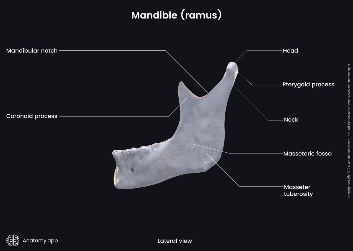 Head and neck, Skull, Viscerocranium, Facial skeleton, Mandible, Lower jaw, Ramus of mandible, Landmarks of mandible, Lateral view