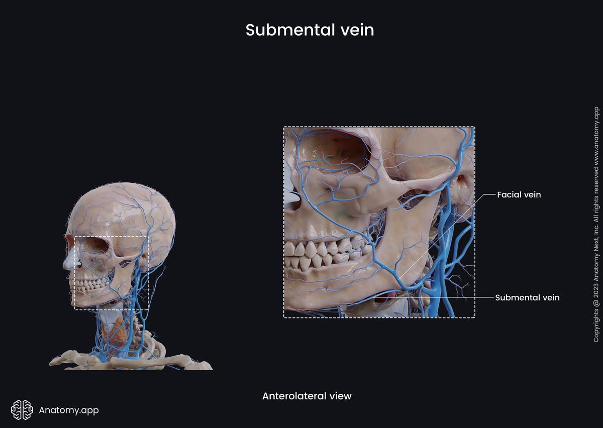 Veins of the head, Extracranial veins, Facial vein, Submental vein, Anterolateral view