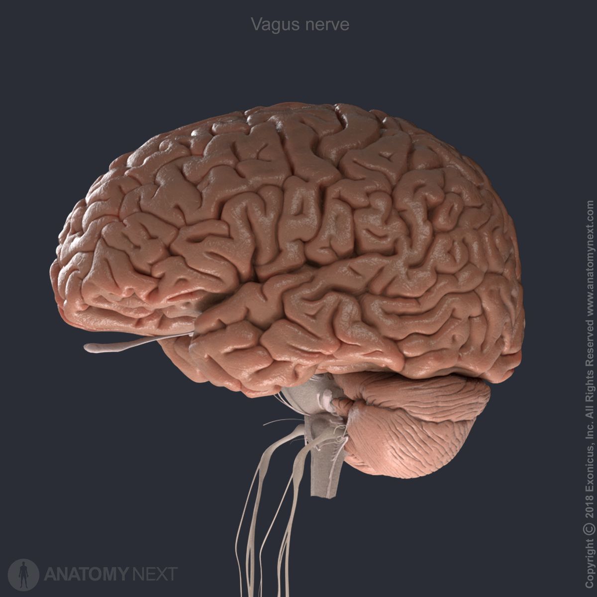 Upper part of vagus nerve, tenth cranial nerve, CN X, in relation to brain