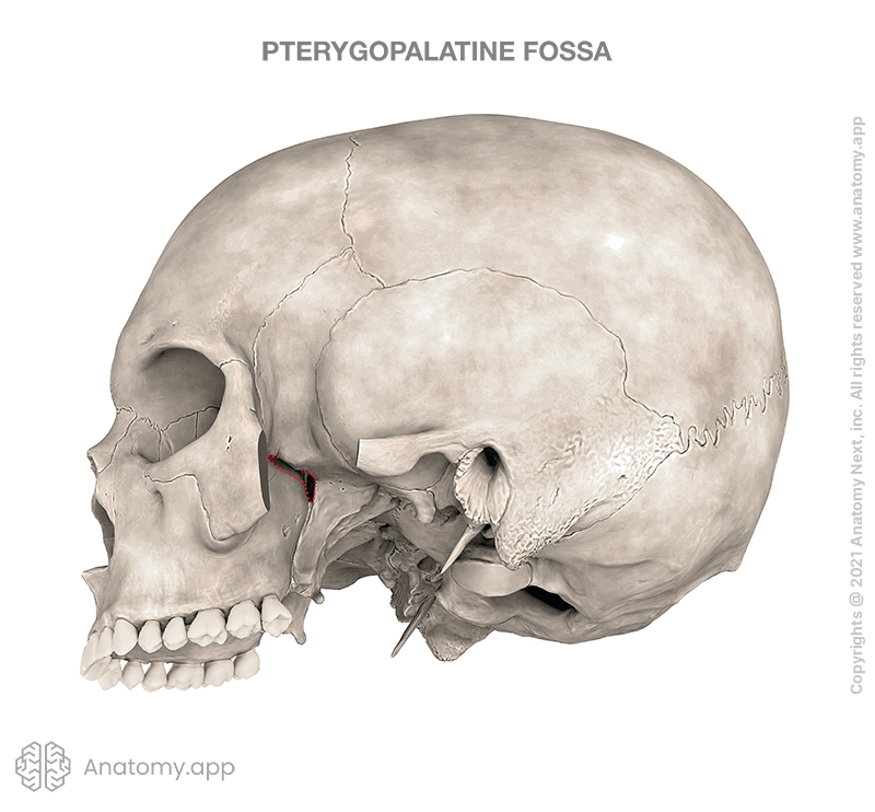 Skull with pterygopalatine fossa (boundaries marked in red)