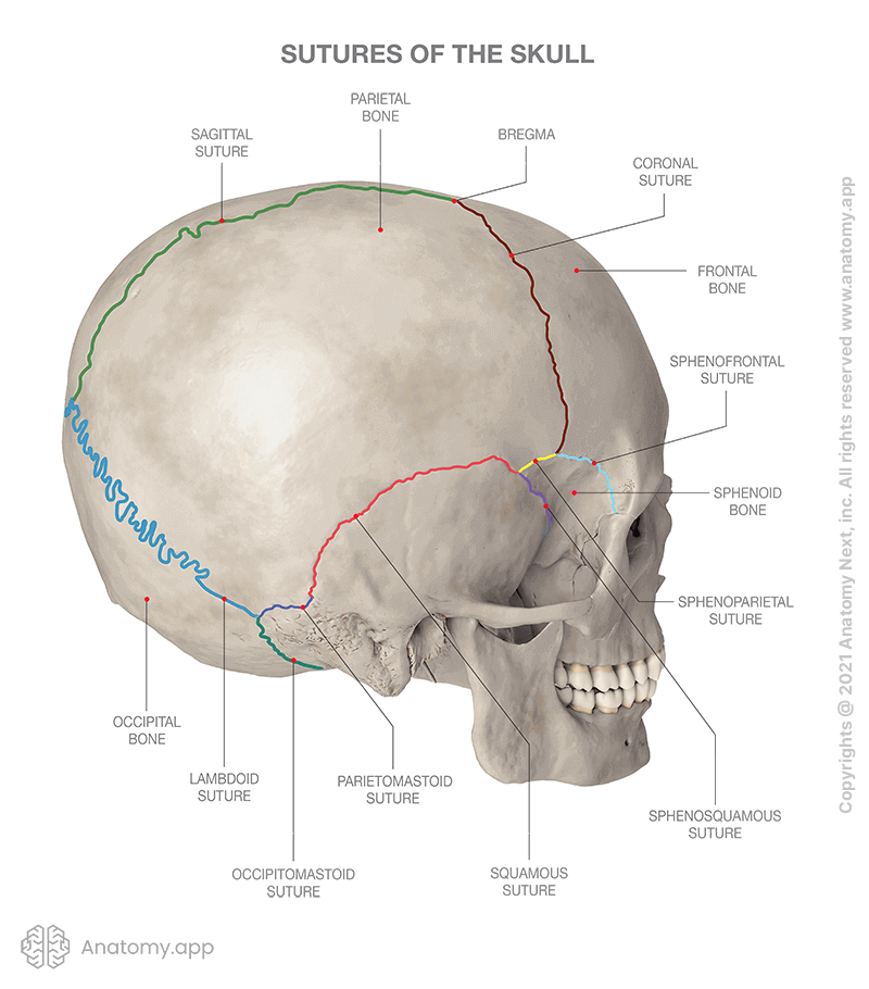 Sutures of the skull (coloerd), postero-lateral aspect of skull