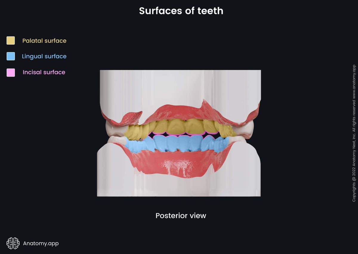 Teeth, Maxillary teeth, Mandibular teeth, Median line of jaws, Lingual surface, Incisal surface, Palatal surface, Posterior view